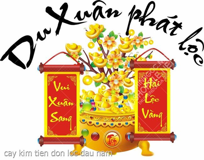 cay kim tien don loc dau nam